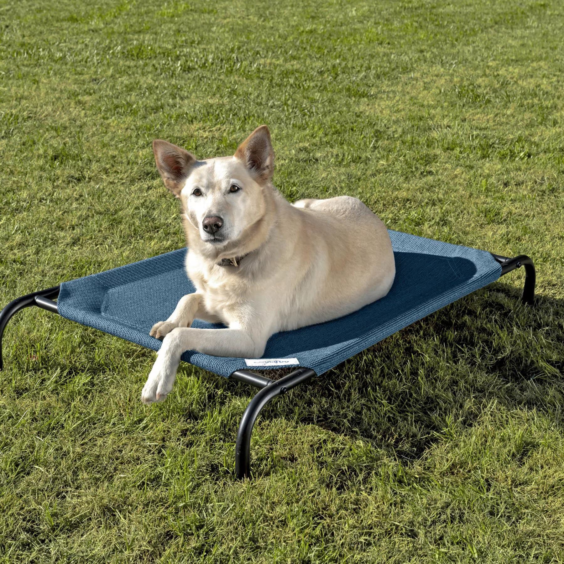 Coolaroo Coolaroo Steel-Framed Elevated Dog Bed, Turquoise, Medium
