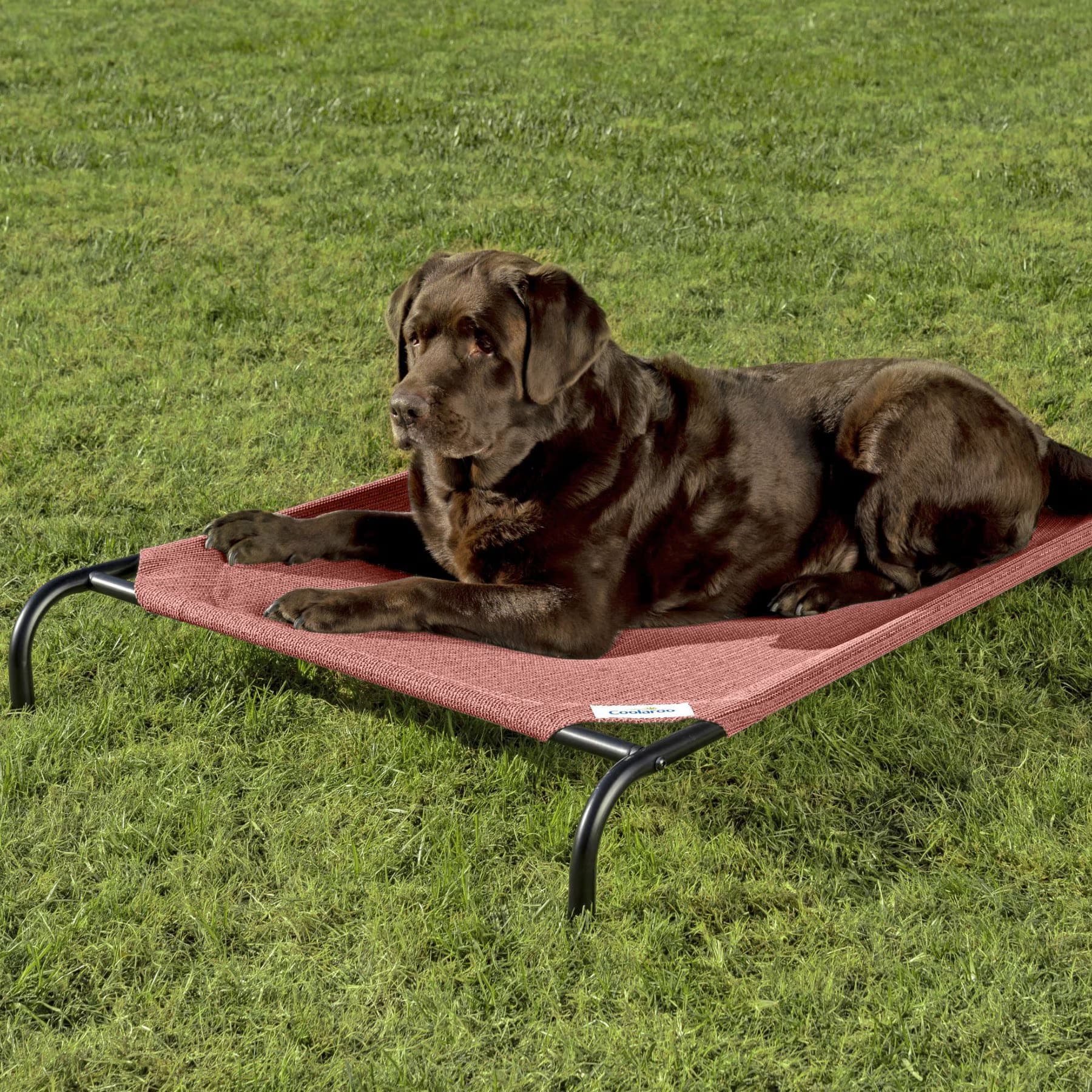 Coolaroo Coolaroo Steel-Framed Elevated Dog Bed, Terracotta, X-Large