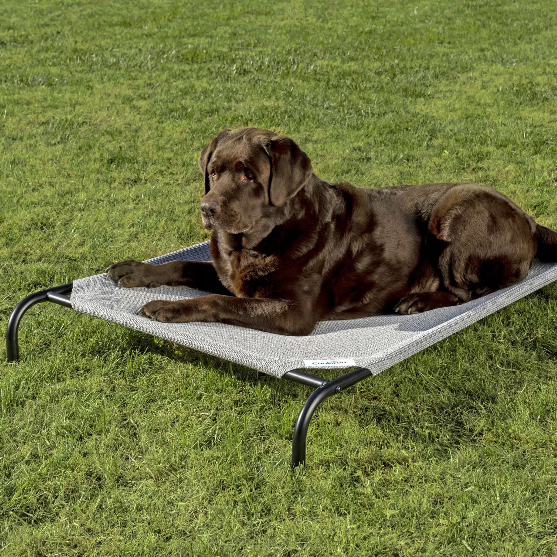 Coolaroo Steel-Framed Elevated Dog Bed, Grey, X-Large — view 3