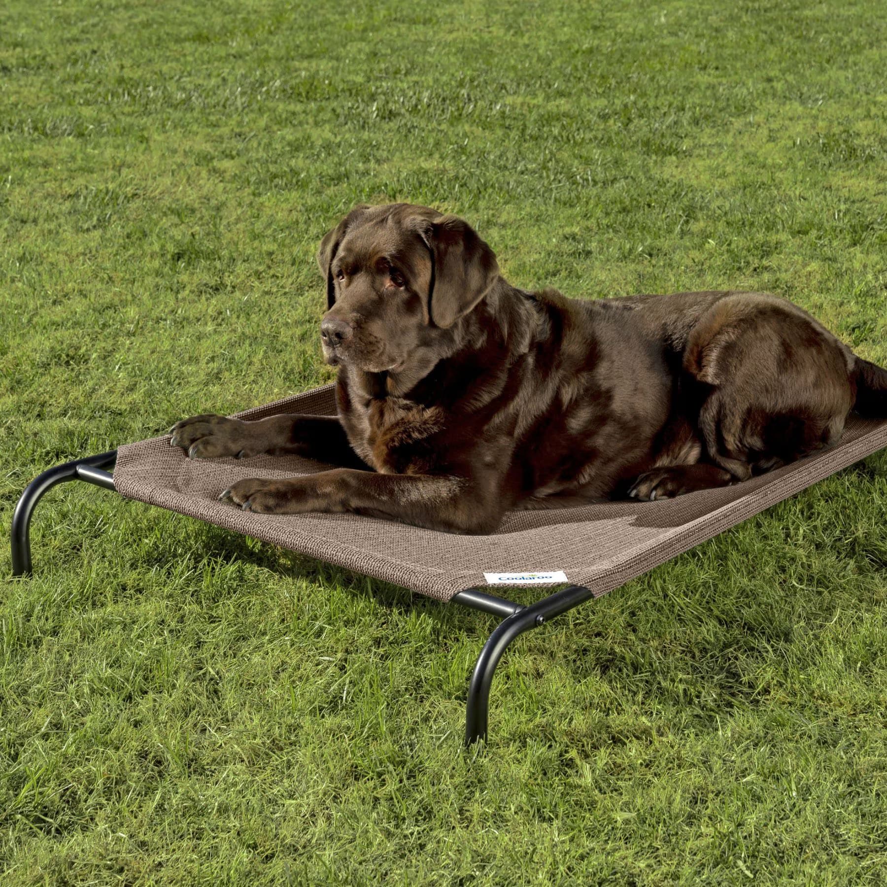 Coolaroo Coolaroo Steel-Framed Elevated Dog Bed, Nutmeg, Medium