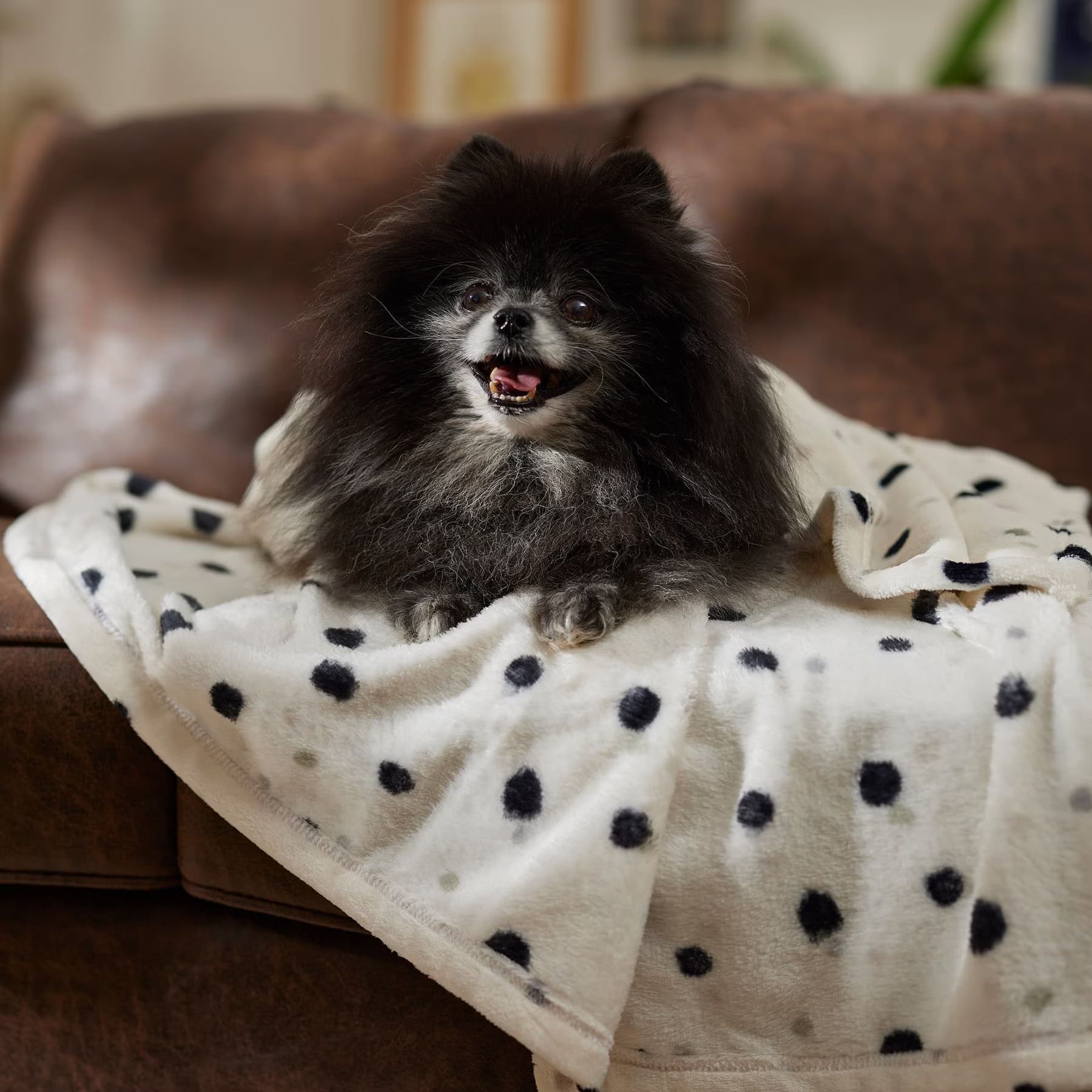 Frisco Frisco Plush Cat & Dog Throw Blanket, Doodle Dots, 40-in