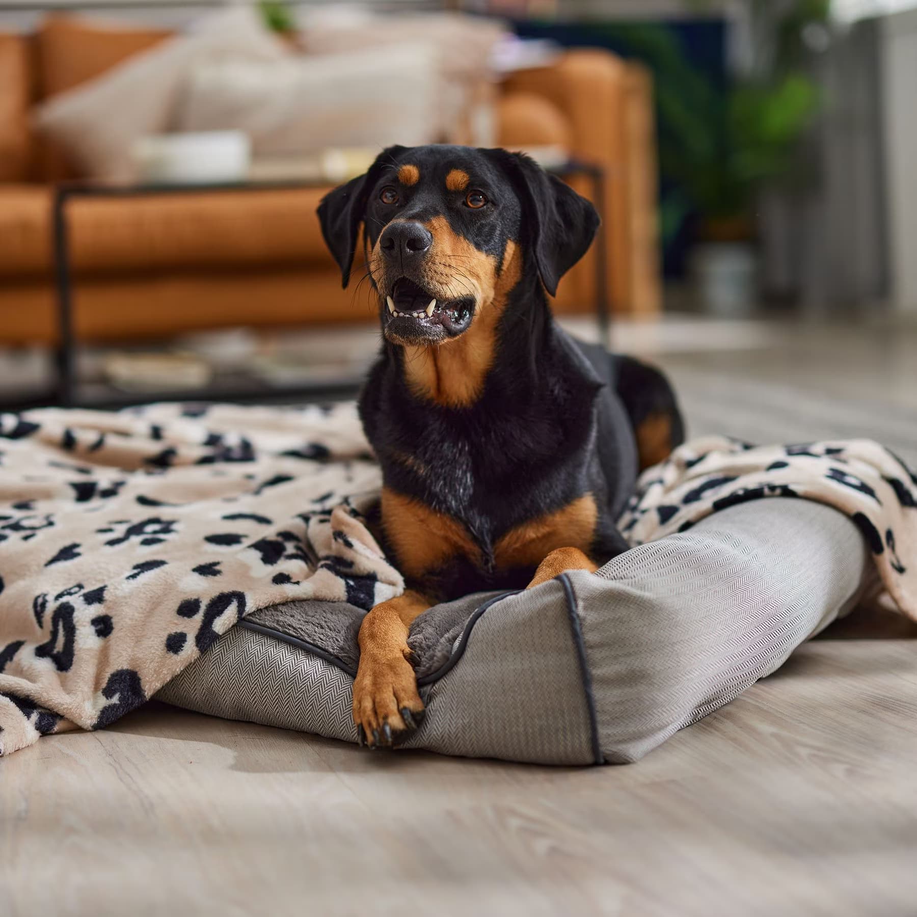 Frisco Frisco Plush Cat & Dog Throw Blanket, Leopard Heart Paws, 60-in