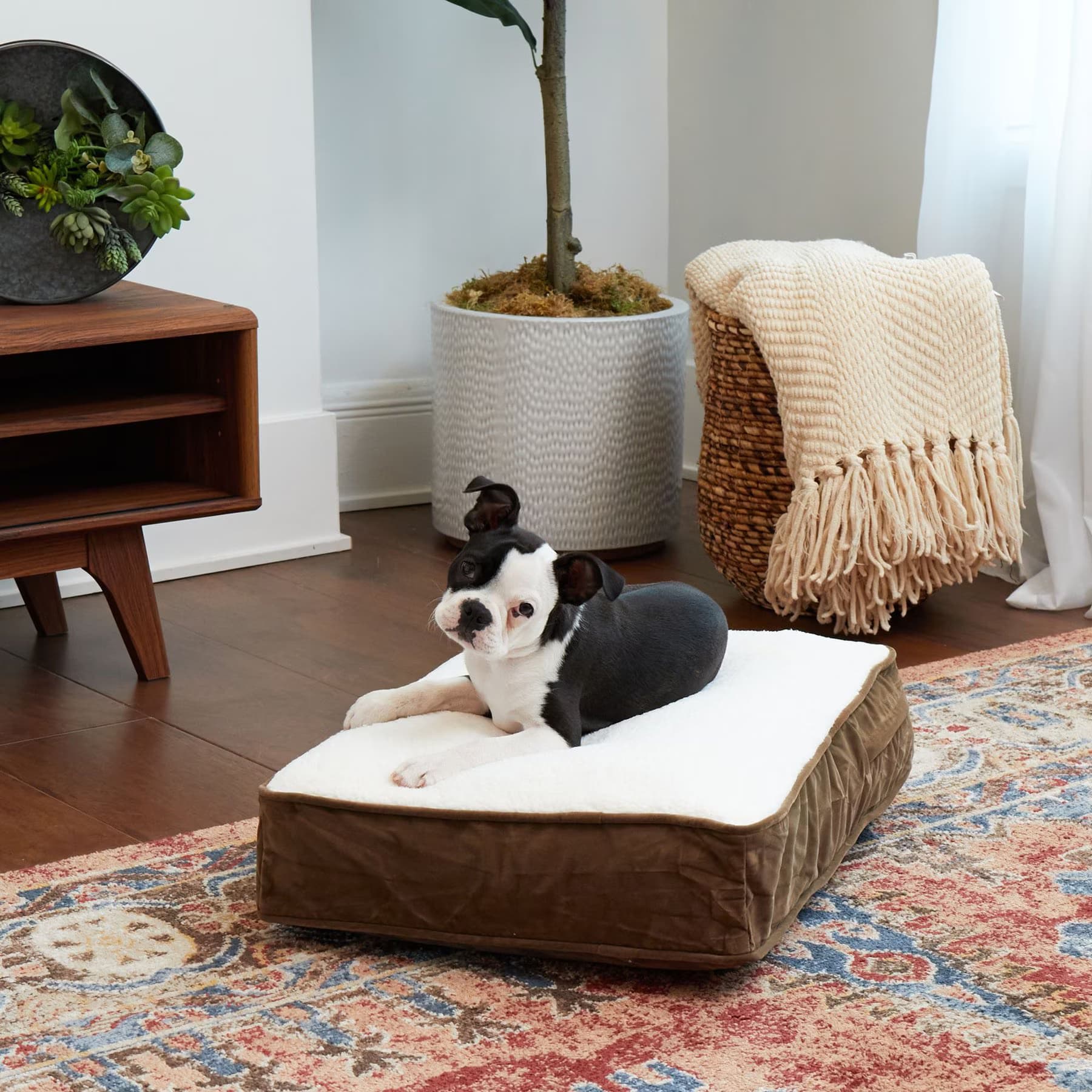 Happy Hounds Happy Hounds Bailey Rectangle Pillow Dog Bed with Removable Cover, Latte/Birch, X-Small
