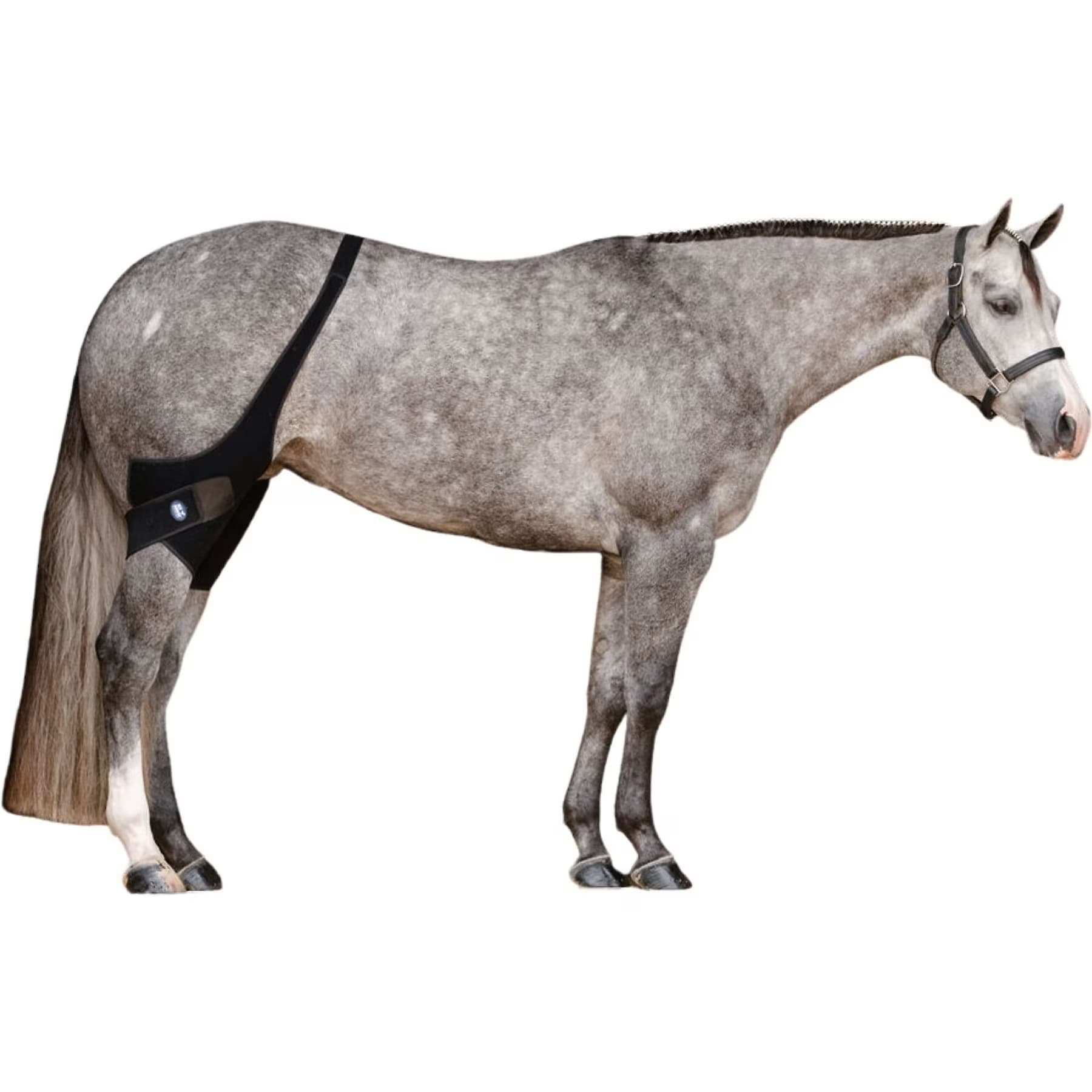 Ice Horse Ice Horse Horse Stifle Wrap