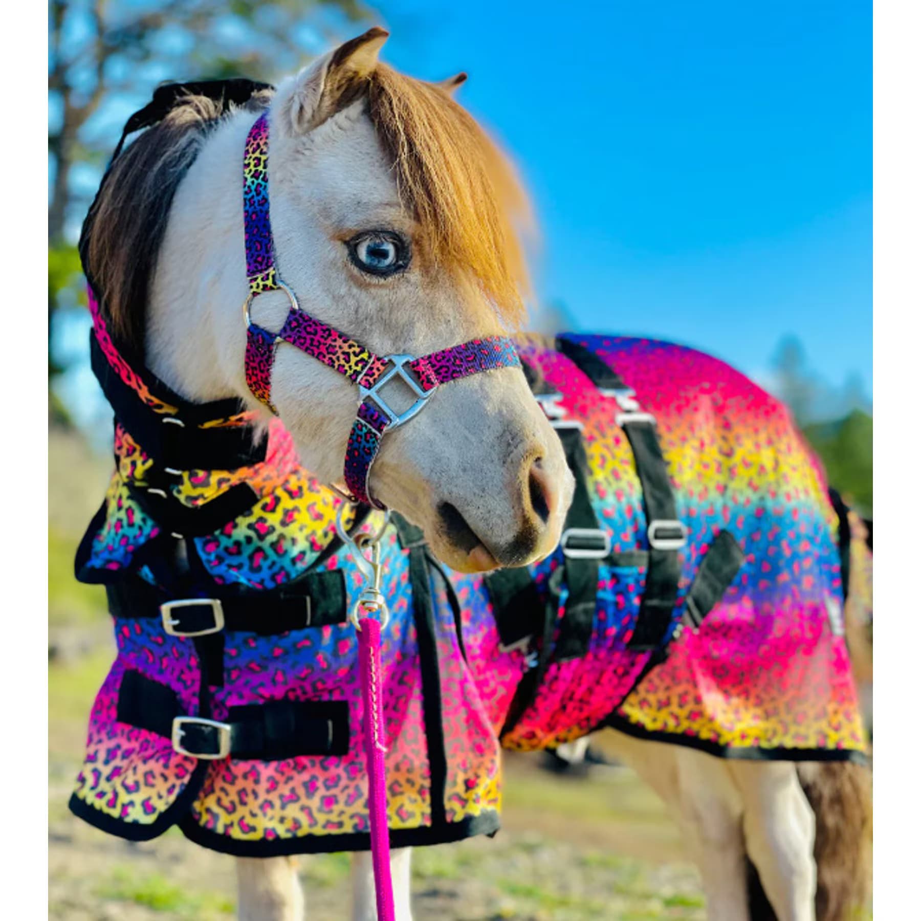 Star Point Horsemanship Star Point Horsemanship Hooded Printed Mesh UV Horse Fly Sheet, Rainbow Cheetah, 50 to 52-in