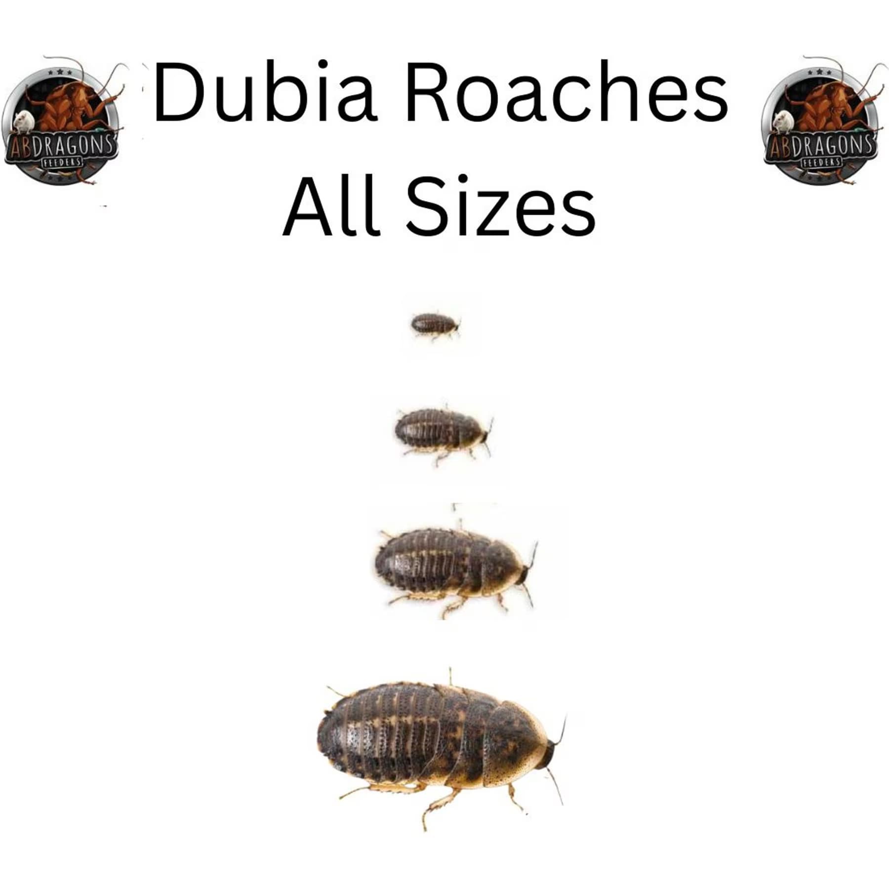 ABDragons Live Dubia Roaches Reptile, Bird, Fish & Small Pet Food, X-Large — view 2