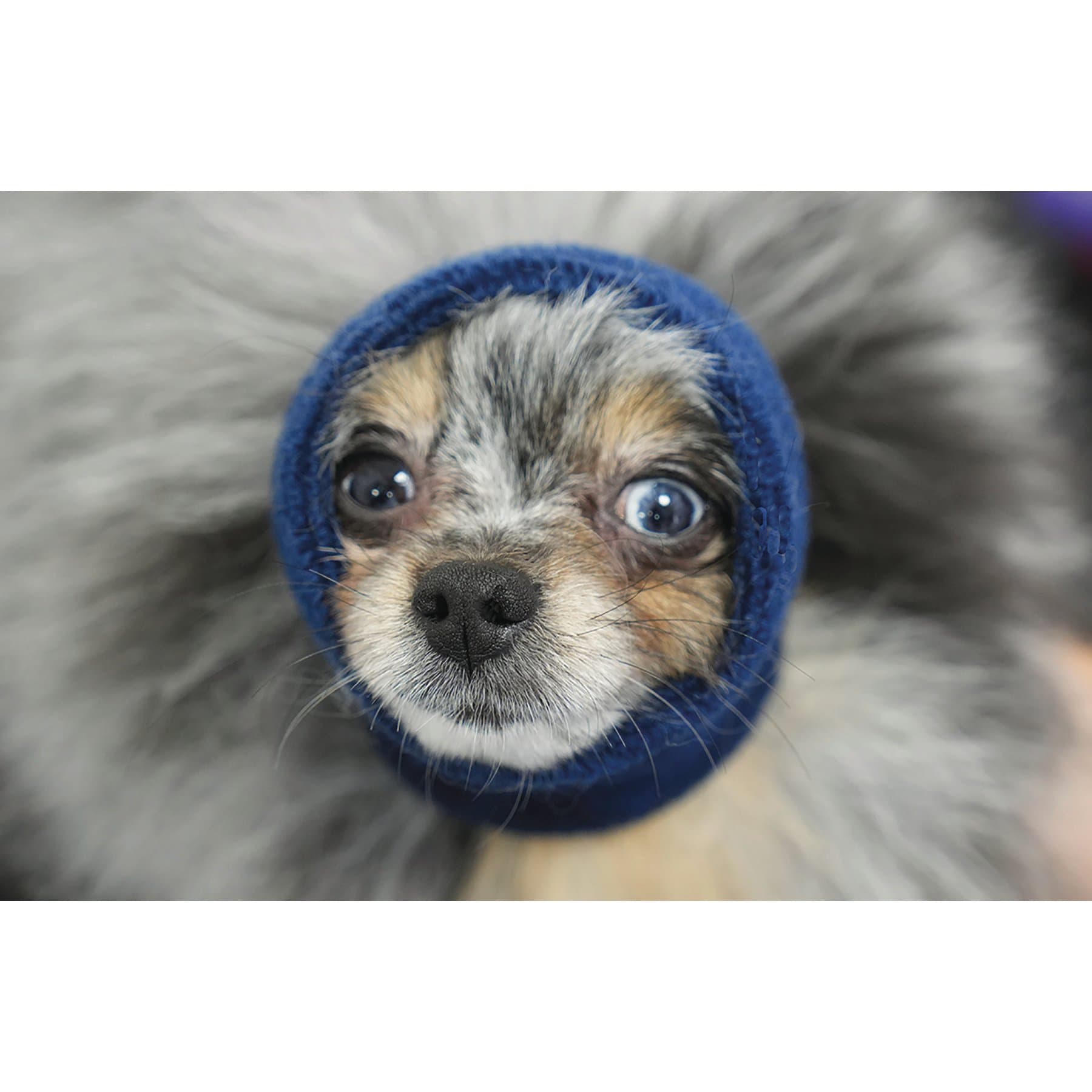 Happy Hoodie Happy Hoodie Thunder Grooming Fireworks Calming Band for Dogs & Cats, Blue, X-Small