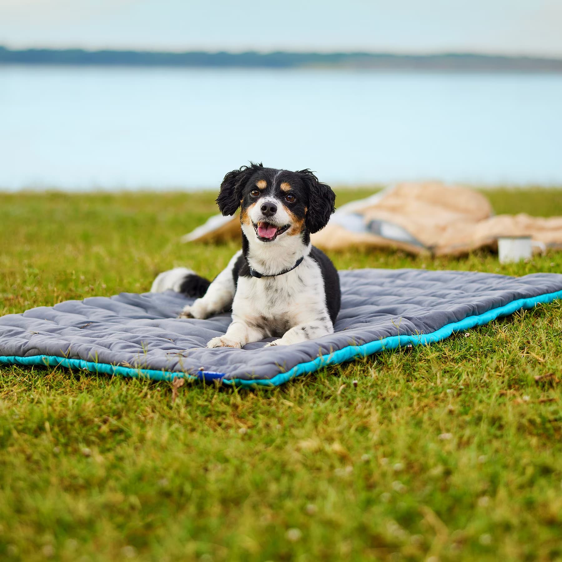 Frisco Frisco Travel Pillow Dog Mat Bed with Reusable Storage Bag, Blue Curaçao, Large — Blue Curacao