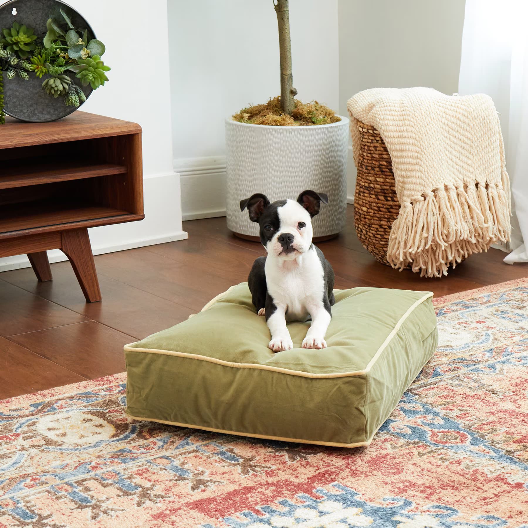 Happy Hounds Happy Hounds Bailey Rectangle Pillow Dog Bed with Removable Cover, Moss, X-Small