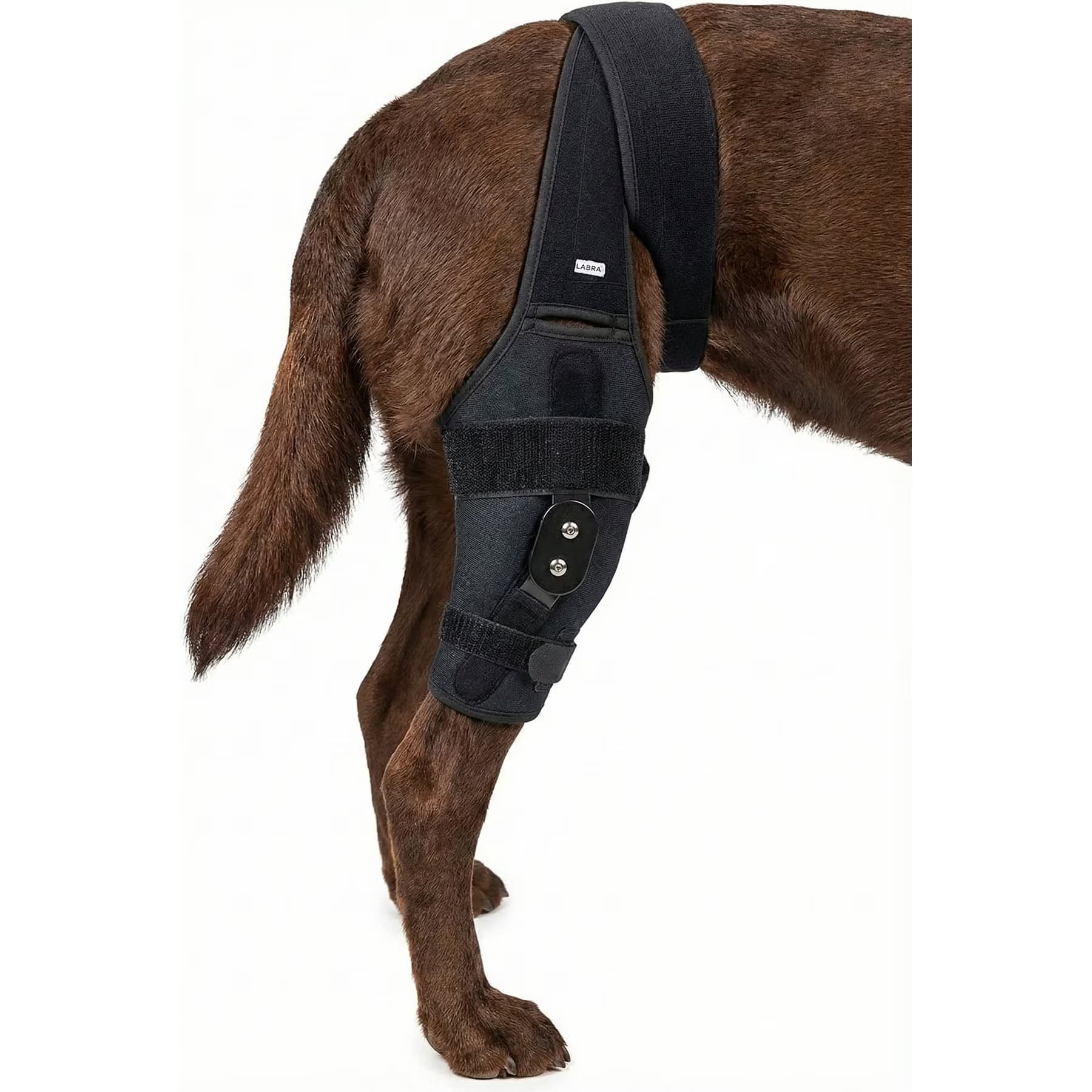 Labra Labra ACL MCL Patella Injuries for Rear Right Knee Brace for Dogs, XX-Large