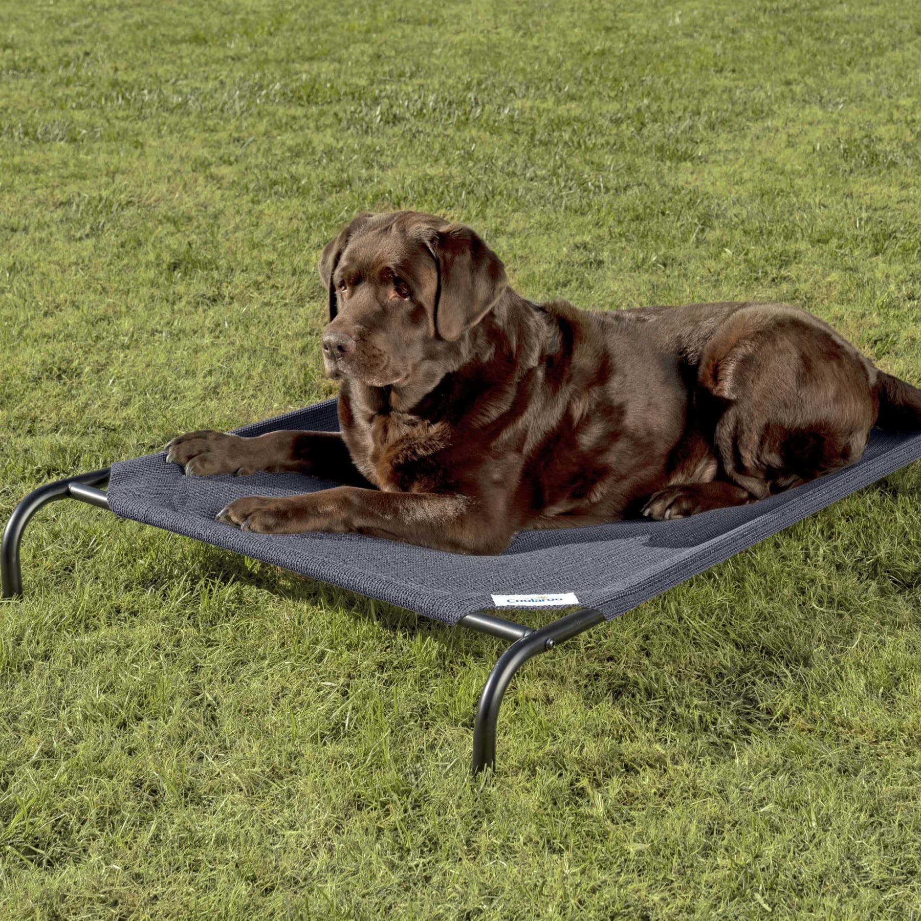 Coolaroo Steel-Framed Elevated Dog Bed, Navy Blue, Medium — view 2