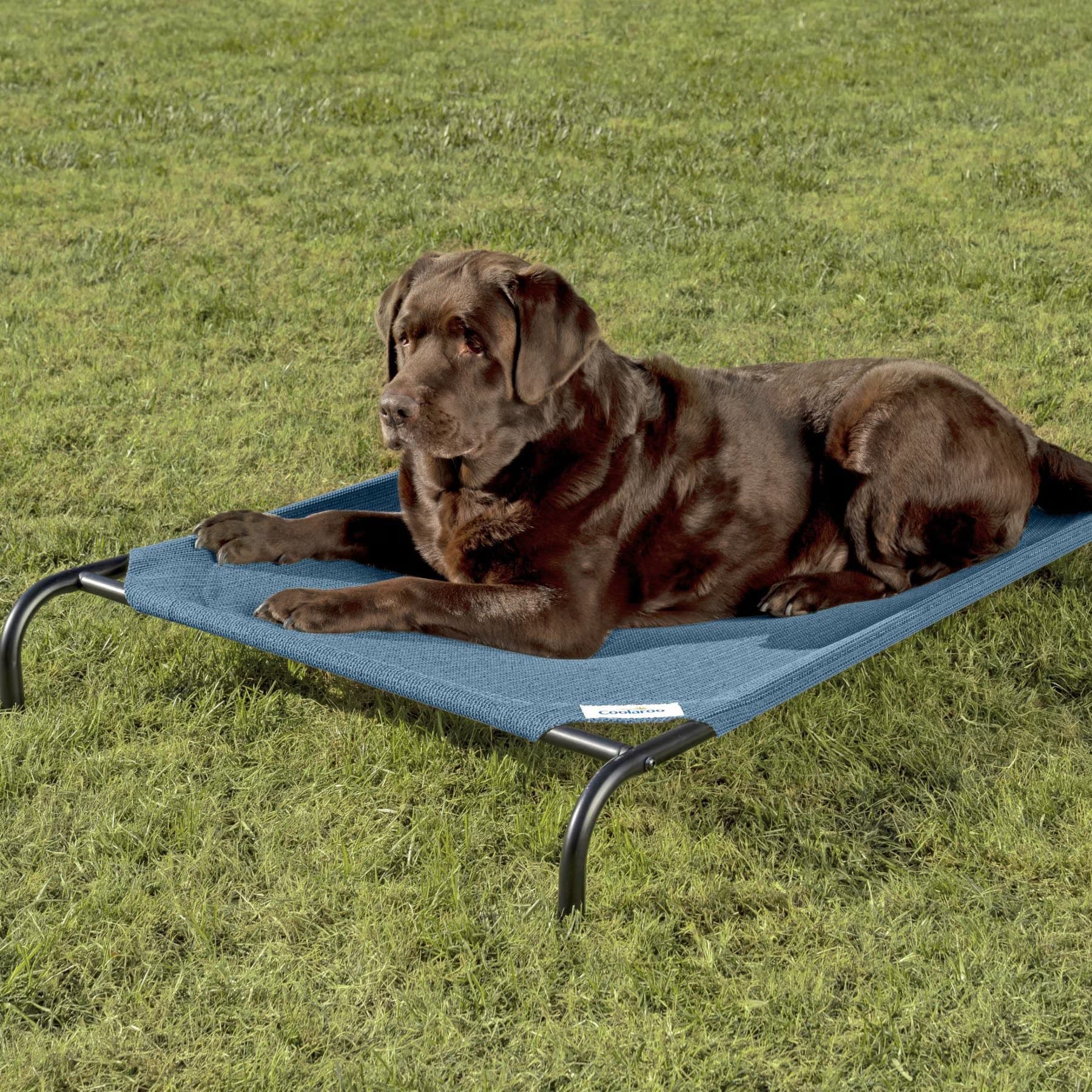 Coolaroo Steel-Framed Elevated Dog Bed, Turquoise, Medium — view 2